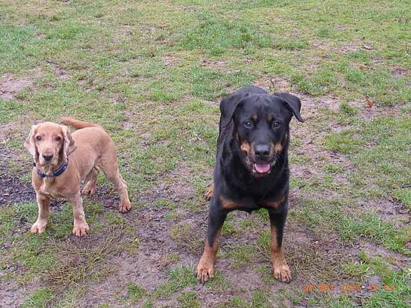 med_Azat und Odin.jpg (600 x 450)